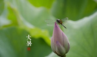 节气大暑是什么意思? 大暑这个节气是什么意思