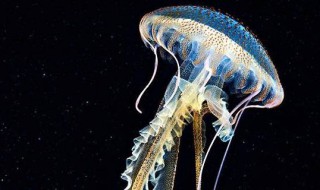 海母是什么（海母是什么生物）