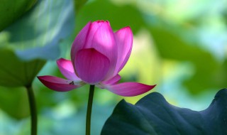 三伏天是什么意思含义（三伏天的含义是什么意思）