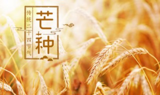 芒种的来历和风俗（芒种的来历和风俗手抄报）