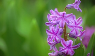 淡紫色风信子花语代表着什么（不同颜色风信子的花语和寓意）