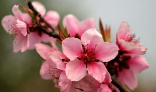 桃花的含义是什么 桃花象征着什么意义是什么