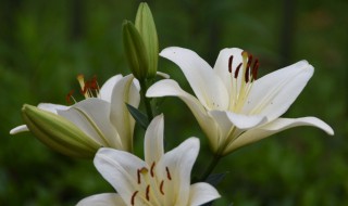西伯利亚百合花语是什么（西伯利亚香水百合花语）
