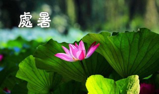 处暑之后种什么蔬菜 处暑之后种什么蔬菜比较好