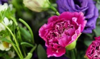 教师节送什么花最新（教师节要送什么花）