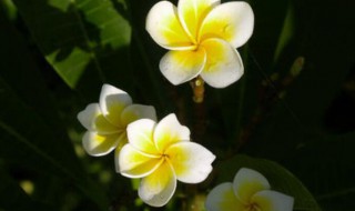 小暑节气的特征是什么（小暑节气的特征是什么意思）