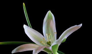 伯利恒之星的花语及含义是什么（伯利恒之星是什么花?）