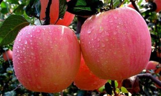 苹果如何清洗（苹果如何清洗才可以吃苹果皮）