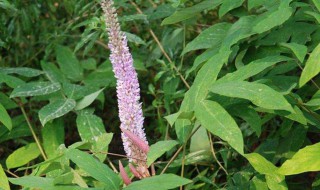 猫尾草的花语是什么（猫尾巴草的花语）