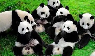 成都大熊猫繁育研究基地介绍（成都大熊猫繁育研究基地介绍作文）