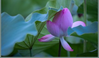 梦见荷花是什么意思 孕妇梦见荷花是什么意思