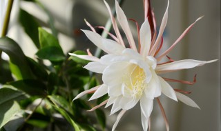昙花如何养护才开花（昙花如何养护才开花快）