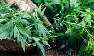 什么人不能用艾草枕头（什么人不能用艾草枕头睡）