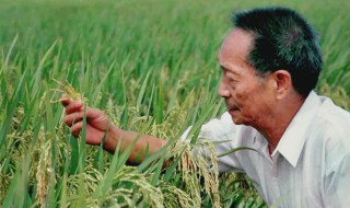 袁隆平生平简介（袁隆平生平简介500字）