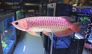 金龙鱼能吃吗（金龙鱼到底能不能吃）