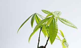 怎样养发财树才能又绿又旺盛 救活发财树的简单方法