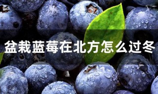 北方种植蓝莓怎么越冬（北方种植蓝莓怎么越冬）