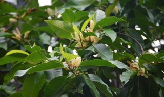 白兰树的种植方法（白兰树怎么种）