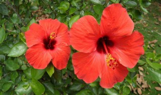 芙桑花怎么养殖方法（芙桑花怎么养殖方法图解）