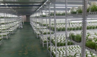 白芨培养基的制作方法 白芨组培培养基配方