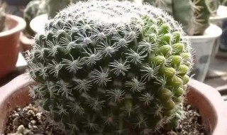 仙人球的养殖方法和注意事项 仙人球的作用与功效