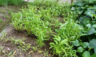 白莱种植方法 白莱怎样种植技术