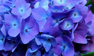 花卉绣球的养殖方法（花卉绣球的养殖方法视频）