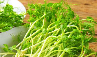 无须豌豆苗种植方法 无须豌豆苗种植方法图解