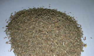 茴香炒盐的正确方法 茴香炒盐的正确方法是
