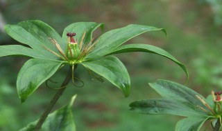 七叶一枝的种植方法（如何种植七叶一枝花?）