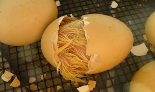 世界上是先有鸡还是先有蛋（世界上是先有鸡还是先有蛋的?）