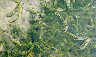 虾塘水有甲藻怎么处理（虾塘水面上一层绿藻怎么办）