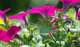 矮牵牛花长虫子怎么处理（矮牵牛花容易长虫么）