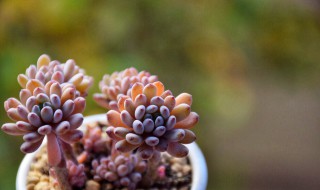 玉露开花干枯后怎么处理（玉露开花干枯后怎么处理好）