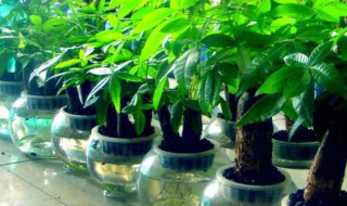 财位放什么植物最招财（财位放什么植物最招财聚财）