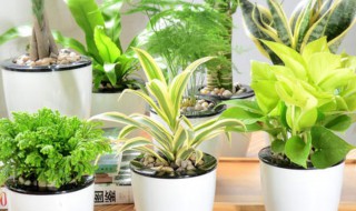 卧室放什么植物好（女生卧室放什么植物好）