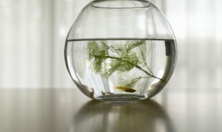 秋分后钓鱼技巧（秋分后如何钓鱼）