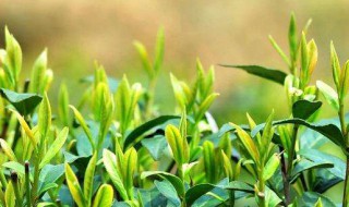 过期茶叶的八大妙用（过期茶叶千万别扔11种用途）