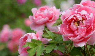 牡丹花有白虫怎么处理 牡丹花有白虫怎么处理视频