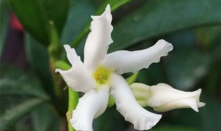 风车茉莉的养殖方法 风车茉莉的养殖方法和注意事项