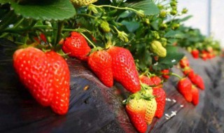 草莓籽怎么种植方法 草莓籽怎么种植方法怎么种