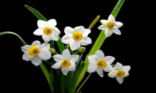 水仙花水培养殖方法 水仙花水培方法和注意事项