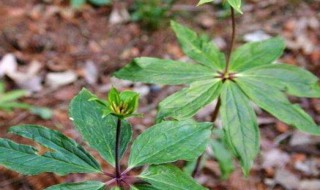 七叶一枝花的种植方法 七叶一枝花的种植方法及注意事项