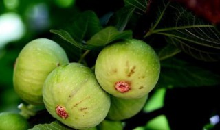 无花果树怎么种植方法 无花果树怎么种植方法望乡