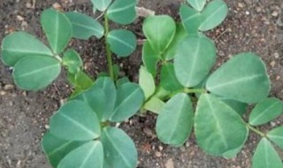 怎样种花生（怎样种花生全过程）