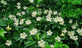 非洲茉莉的养殖方法和注意事项（非洲茉莉怎么养好）