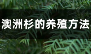 澳洲杉的养殖方法和注意事项（澳洲杉的养殖方法和注意事项:忌盆内积水）