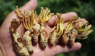 蝉花的食用方法（蝉花的食用方法及有毒吗）