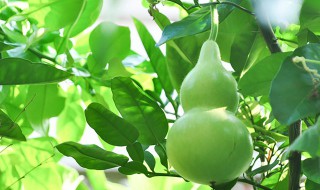 干葫芦籽怎么种植方法 干葫芦籽怎么种植方法图片