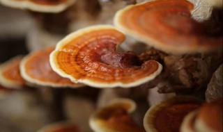 灵芝粉食用方法 灵芝的食用方法与功效